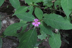 Impatiens dasysperma